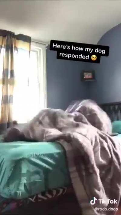 Eu não acredito que dei altas gargalhadas de um tiko teko