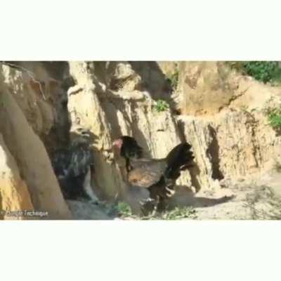 Mother hen putting her life on the line