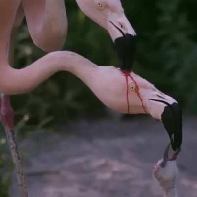 🔥 Flamingos produce a kind of red milk called 