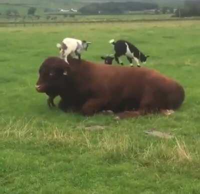 Its a baby goat invasion!