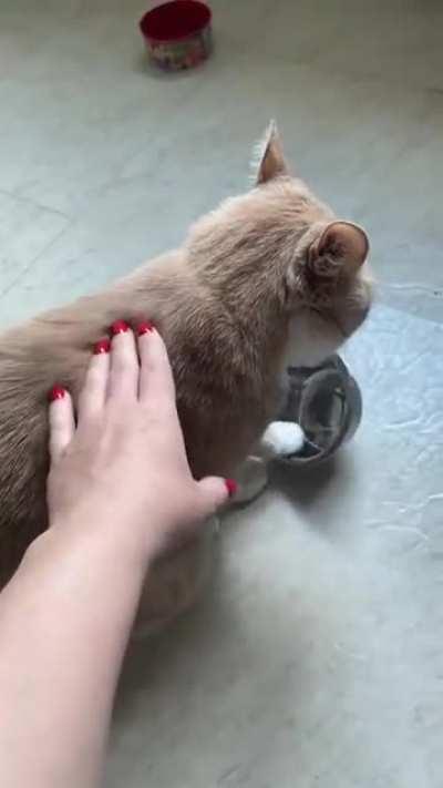 A normal Russian cat, demanding food