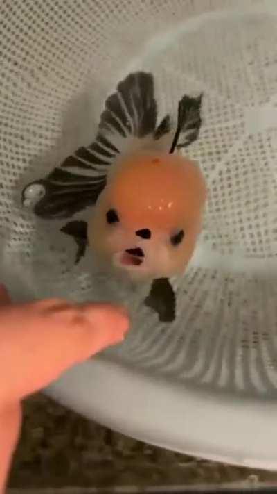 What a cute fish 😍