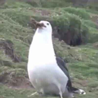 Just a seagull casually eating an entire rabbit...