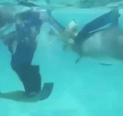 King of the hill warned us