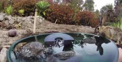 A variety of wild animals visiting a water fountain
