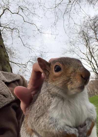 Spitfire's pampering session gets interrupted!