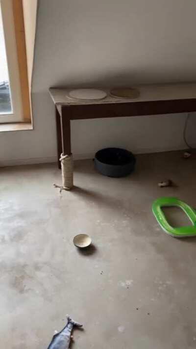 Nero yells whenever a thought pops into her little head