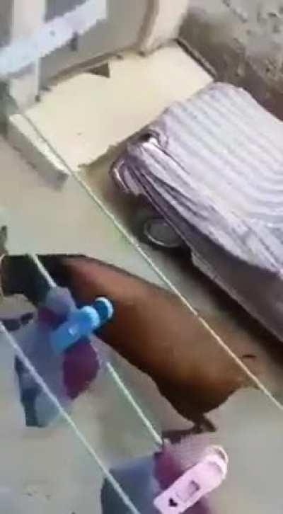 Hurting the cow didn't end well....