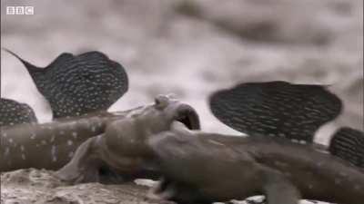 Mudskippers are amphibious fish that are known their ability to live in and out of water between high tide periods. During the mating season, the males will develop brightly colored spots in order to attract females, and they will sometimes thrust themsel