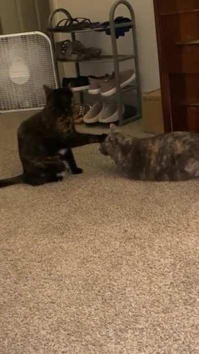 Tortie taps