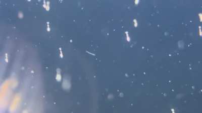 Amano babies floating around