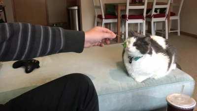 He’s not a fan of cilantro.