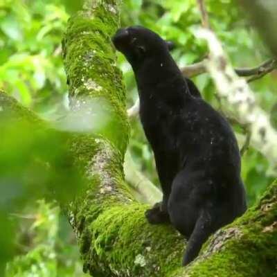 🔥 A panther sitting in rain
