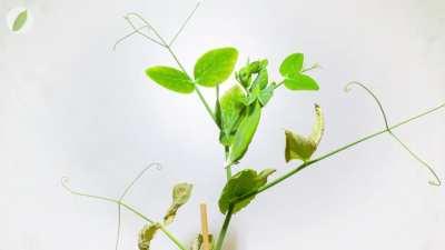 Pea plant growing, flowering, fruiting, dying