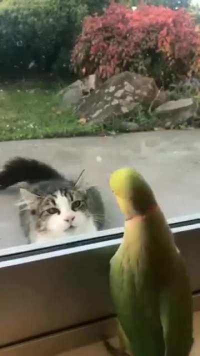 Cheeky little Parrot, he can be happy there is a glass between them