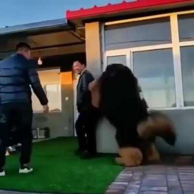 This Tibetian Mastiff