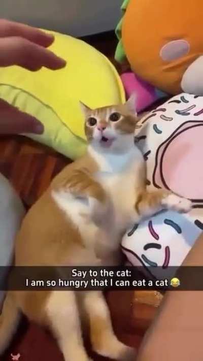 About to eat cat