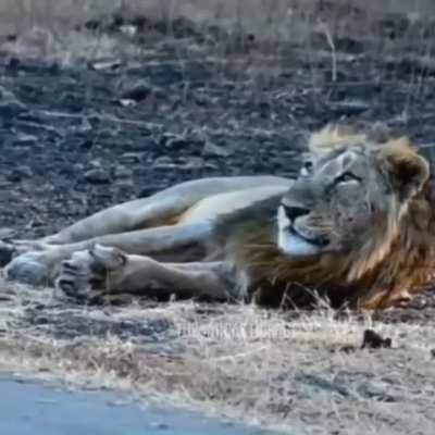 Casually riding past a lion in India.
