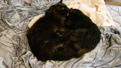 Hooman physics person sayz we must stahp cuddles: iz creating black hole dat destroy world. We sayz kitty snuggles and comfort more important dan silly world. Wat is our rights? Can we destroys world for void kitty happies?