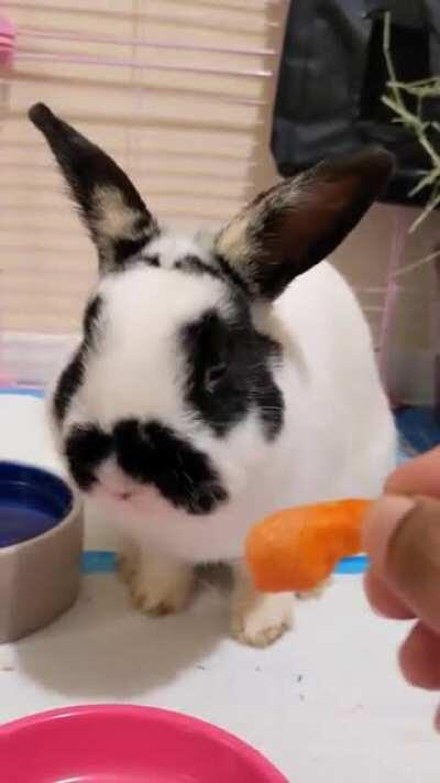Rescued this guy ..doesn't know what treats are! I'm pretttty sure 🥕🥕 is a treat