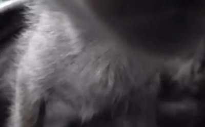 These kittens never stop purring. It’s like there’s a running car in the house