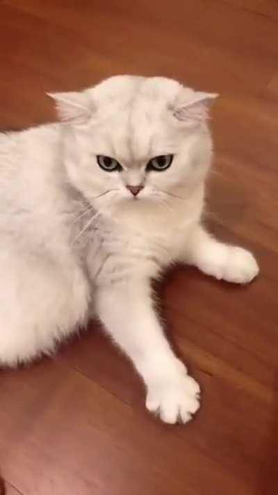 NO! Only under chin scratches!