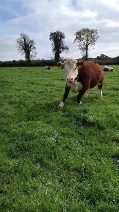 This cow was so energetic today!