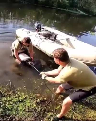 Guys save a catfish that had recently eaten and failed to digest, what appears to be a nutria or muskrat of some kind