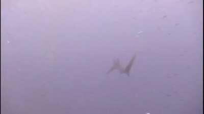 Thresher Shark trying to get some lunch
