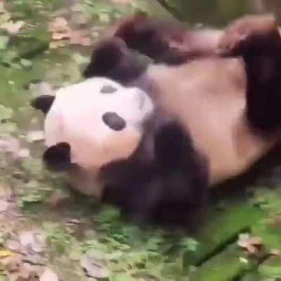 How does this guy survive in the wild