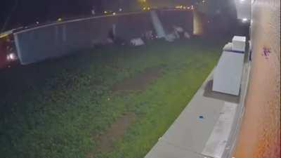 Truck filled with Cows crashed at Liquor store.