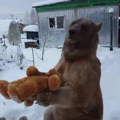 Bear choosing the stuffie he wants