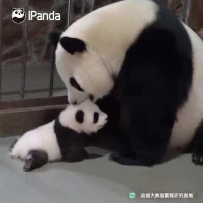 Big Panda Mama will always be a big Panda Mama)