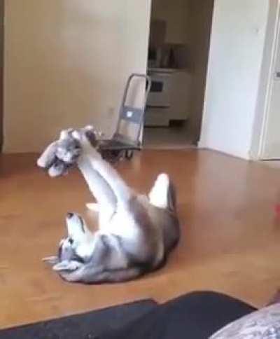 Adorable Doggo Playing With Toy