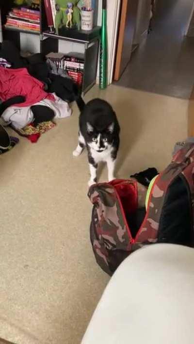 Raz only does this when he smells my scent when you make kiss sounds at him.