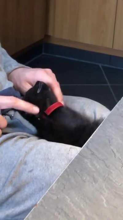 Our new kitten, Lizzie