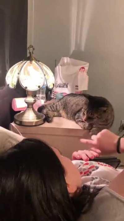 You can use a cat as a conductor to switch on a touch-activated lamp