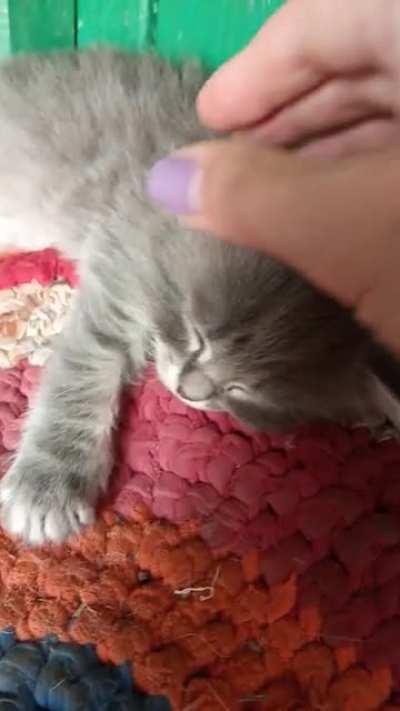 Afternoon nap in a fluffy kindergarten 😄