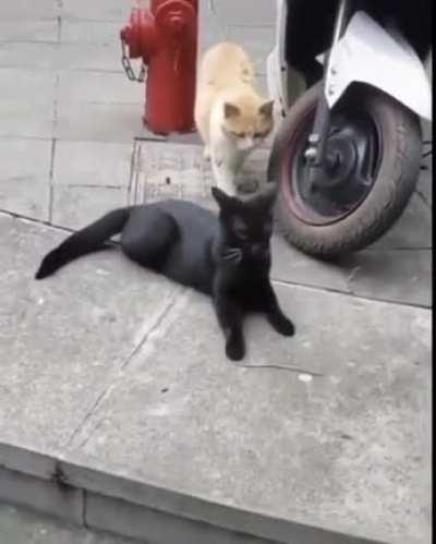 Hitcat wants his victim to know who’s coming for him