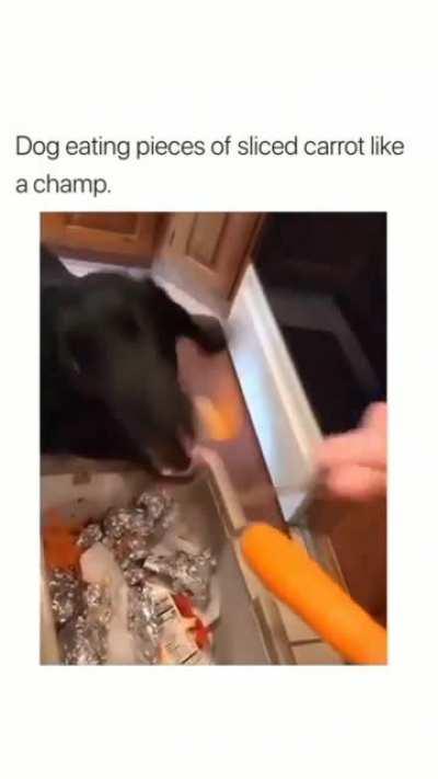 bite bite bite bite bite bite etc...