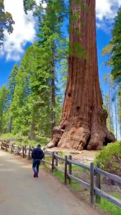 🔥 Trees from Sequoia National Park 🔥