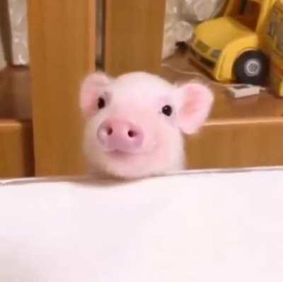 pig