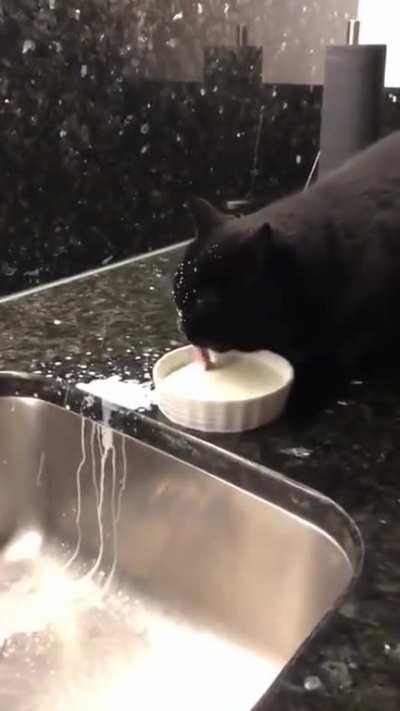 Cats are really clean animals