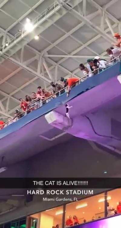 Cat falls from a stand at the Hard Rock Cafe Stadium, caught by a spectator
