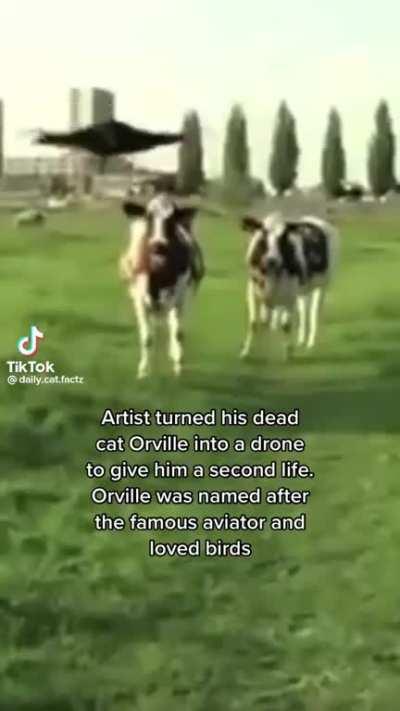 Cat-o-copter, a drone that can be used for psychological warfare. 85 speed, +50 fear