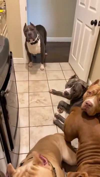 Patient? Not really just hungry🐕🍽️ KitchenChaos