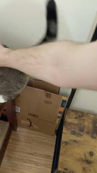 Catculating for some new furniture