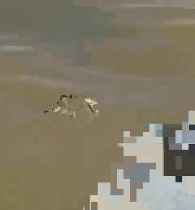 Eight Legged Jack, the pirate spider, is about to invade your boat. Draw your sword! YARR!!!!