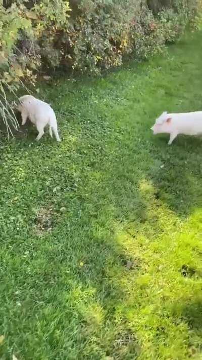 Pigs happy to be at the park