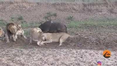 This pack of lions of lions start fighting over a share of a water buffalo, while the buffalo just gets up and walks off...